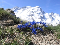 Gentiana brachyphylla in the Swiss Alps 