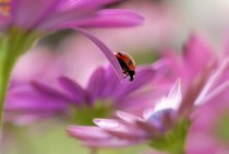 Gentle Ladybug - Coccinellidae 