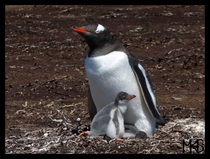 Gentoo penguins in Falklands 