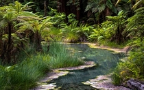 Geothermal stream in Whakarewarewa Forest Rotorua NZ