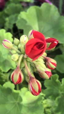 Geranium bloom looks like a rose
