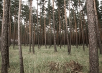 German Forest oc