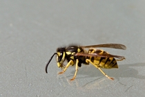 German Wasp Vespula germanica 