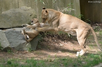 Get back here - Lion Panthera leo 