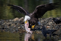 Get Your Own Fish A bald eagle attempts to fend off crows 