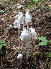 Ghost plant Monotropa uniflora 
