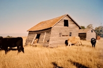 ghost town now my uncles cattle field Saskatchewan Canada