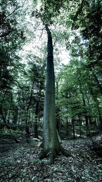 Giant beech at Frontenac Provincial Park Ontario Canada  OC