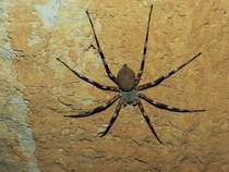 Giant Cave Zebra Spider -Viridasius fasciatus- Ankarana Madagascar 