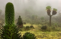 Giant Lobelias in the Rwenzori Mountains Uganda 