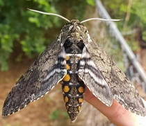Giant moth from the neighbors garden