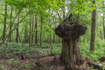 Giant mushroom looking stump in a green forest Minnesota 