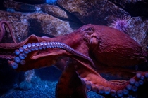 Giant Red Octopus 