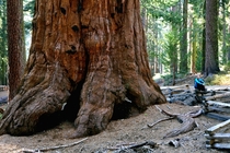 Giant Sequioia aka Sequoiadendron giganteum Yosemite National Park with human for scale x