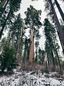 Giant Sequoias at Big Trees State Park CA X