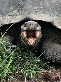 Giant tortoise- Galapagos Island- Open wide