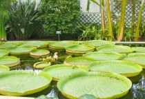 Giant Water Lily Victoria amazonica 