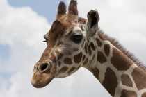 Giraffe Giraffa camelopardalis - 