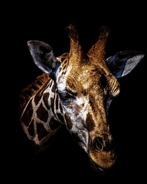 Giraffe Portrait 