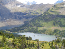 Glacier and a grizzly Hidden Lake Glacier NP 