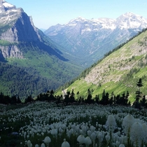 Glacier National Park Highline Trail Beargrass 