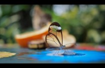 Glasswinged Butterfly 