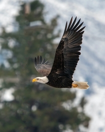 Gliding Eagle