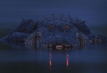 Glowing eyes of an alligator at dusk 