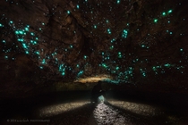 Glowworm Waitomo Caves North Island New Zealand  Photo by Dylan Toh