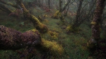Gnarled and mysterious woodlands in Scotland  x IG mattfischer_photo