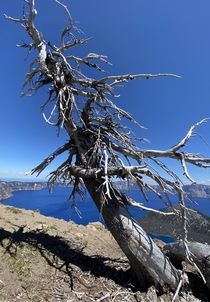 Gnarled Tree at Crater Lake OR 