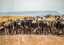 Gnu No Nope Nanahahah You aint coming down this road Gnu - Wildebeest - herd in Kenya Source D Close Connochaetesgnu