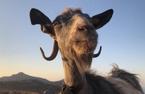 Goat friend from Balos Beach Crete 