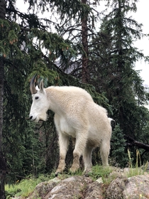 Goat how snuck up on me in the mountains Colorado 