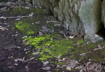 Goblins Gold or luminous moss Schistostega pennata - Ward Reservation North Andover MA 