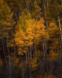 Golden Autumn Leaves in the Rockies 