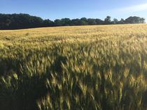 Golden fields near Newark Delaware 