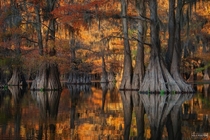 Golden Glory - Autumn in the bayou is incredible Texas 