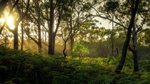 Golden hour among the ferns - Boodooree National Park -  IG bryceharperphotos