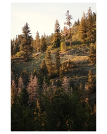 Golden Hour in the Boise National Forest Idaho 