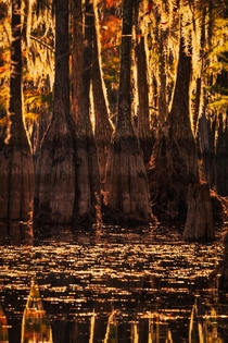 Golden Hour in the Cypress Swamps - Georgia USA 