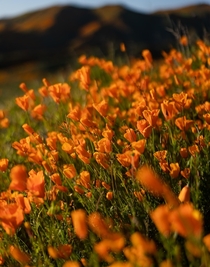 Golden Poppy Super Bloom Lake Elsinore Ca  