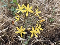 Golden Star Bloomeria crocea in the Verdugo Mountains of Southern California  x  