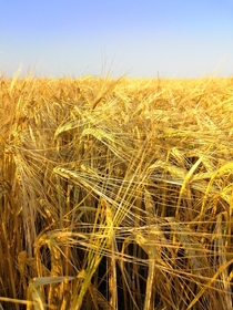 Golden Wheat czech republic Brno Chrlice