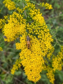 Goldenrod Soldier Beetle and a little fly paying the Godlenrod Solidago a visit 