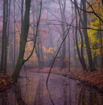 Goodbye Autumn The last bits of color in a forest near Amsterdam the Netherlands 