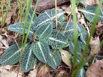 Goodyera pubescens 