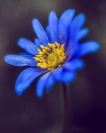 Gorgeous blue flower with yellow stamens  x 