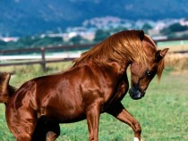 Gorgeous Mountain horse 