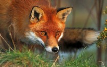 Gorgeous Red Fox  X 